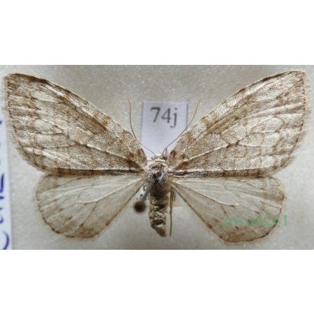 Epirrita christyi (Allen, 1906) Paśnik grabowiak Czech74j